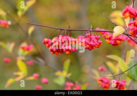 Common spindle (Euonymus europaeus) Stock Photo