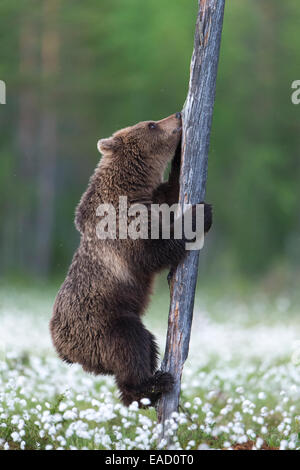 Brown Bear (Ursus arctos) climbing tree trunk in cotton grass, Suomussalmi, Karelia, Finland Stock Photo