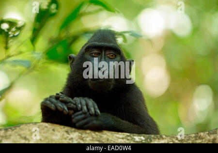Celebes Crested Macaque (Macaca nigra), Tangkoko National Park, Sulawesi, Indonesia Stock Photo