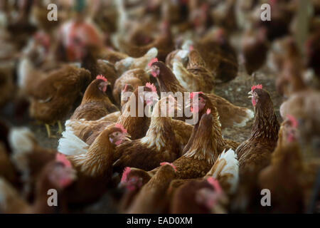 Chickens on a poultry farm, Denis Island, Seychelles Stock Photo