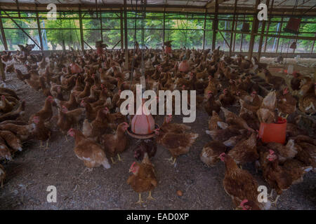 Chickens on a poultry farm, Denis Island, Seychelles Stock Photo