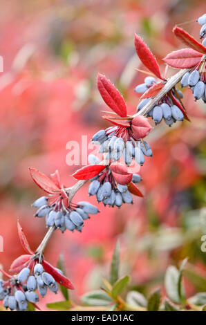 Wintergreen barberry (Berberis julianae) Stock Photo