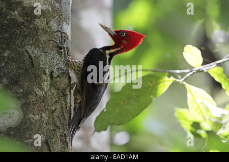 Pale-billed Woodpecker, Campephilus guatemalensis, against tree trunk Stock Photo