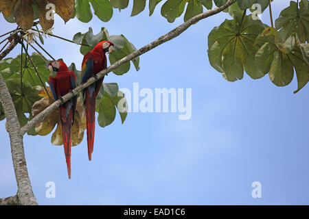 Scarlet Macaw, Ara macao, pair in cecropia tree Stock Photo