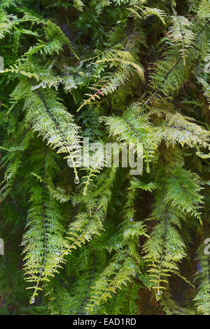 Common Tamarisk-Moss (Thuidium tamariscinum), Tyrol, Austria Stock Photo