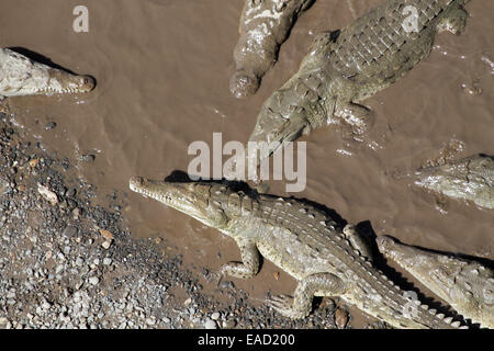 American Crocodiles, Crocodylus acutus, basking at Tempisque river edge Stock Photo