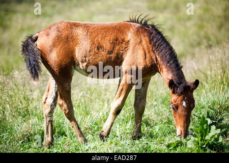 Foal in pasture. Stock Photo