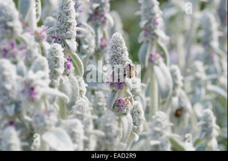 Lambs' ears, Stachys byzantina, Silver subject. Stock Photo