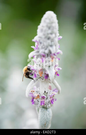 Lambs' ears, Stachys byzantina, Silver subject. Stock Photo