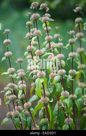 Phlomis, Phlomos tuberosa 'Amazone', Mauve subject, Green background. Stock Photo