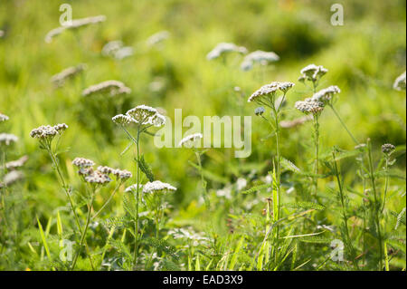 Yarrow, Achillea millefolium, White subject, Green background.