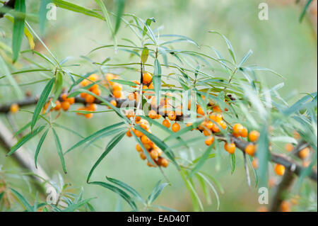 Sea Buckthorn , Hippophae rhamnoides, Orange subject, Green background. Stock Photo