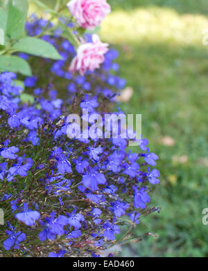Blue flowers lobelia growing outdoors in the garden. Stock Photo