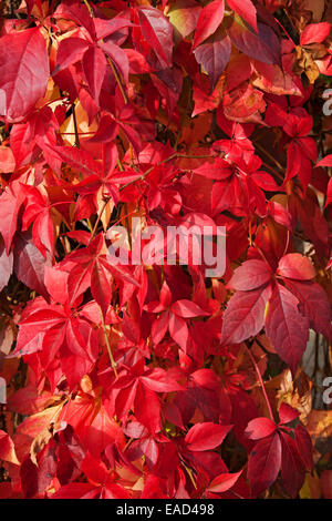 Close up of colourful colorful Virginia creeper red leaves leaf (Parthenocissus quinquefolia) in autumn England UK United Kingdom GB Great Britain Stock Photo
