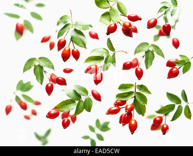 Rose, Wild rose, Dog rose, Rosa canina, Red subject, White background. Stock Photo