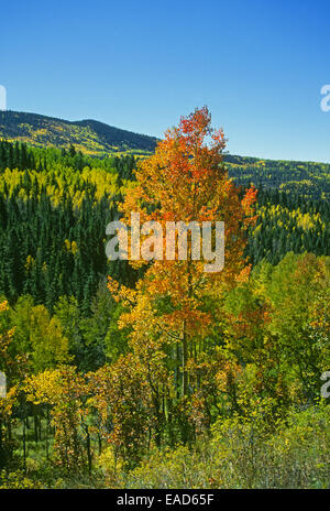 Aspen trees in the Sangre de Cristo Mountains near Santa Fe and the Pecos Wilderness in New Mexico turn red and gold in October Stock Photo