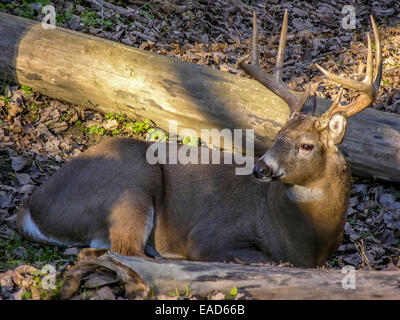 Whitetail Deer Buck bedded down in the woods. Stock Photo