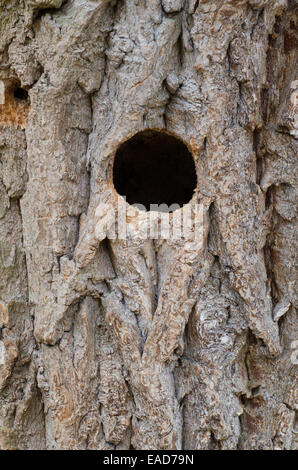 close up to bird nest hole in tree trunk Stock Photo