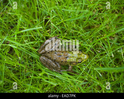 Frog On Grass Stock Photo