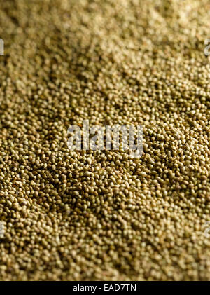 Mustard, White mustard, Sinapis alba, Gold subject. Stock Photo