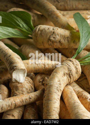 Horseradish, Armoracia rusticana, Cream subject. Stock Photo