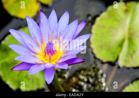 Lotus or Water Lily ( Nymphaea Nouchali ) Beautiful purple flower in Thailand Stock Photo