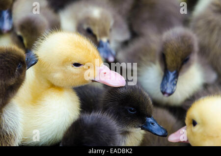Yellow gosling and Many ducklings for sale Stock Photo