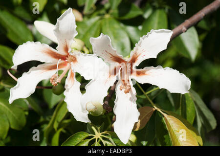 Silk Floss tree,, Ceiba speciosa, White subject. Stock Photo