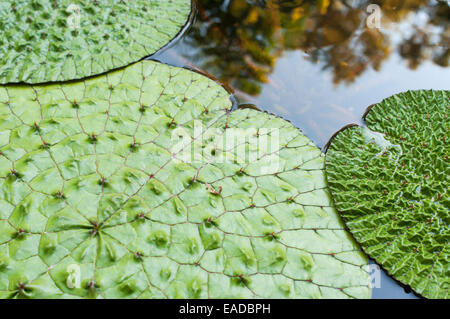 Fox Nut, Euryale ferox, Green subject. Stock Photo