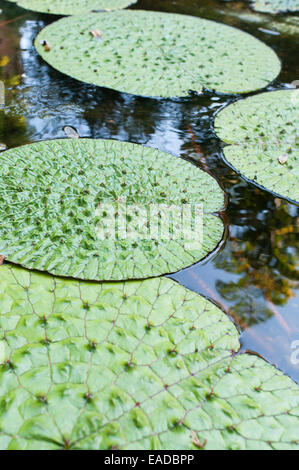 Fox Nut, Euryale ferox, Green subject. Stock Photo