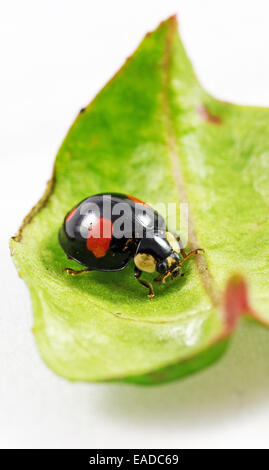 Harlequin ladybird isolated on a green leaf Stock Photo