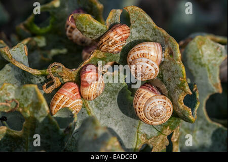 Colony of invasive white garden snails / sand hill snails / white Italian snail / Mediterranean coastal snail (Theba pisana) Stock Photo