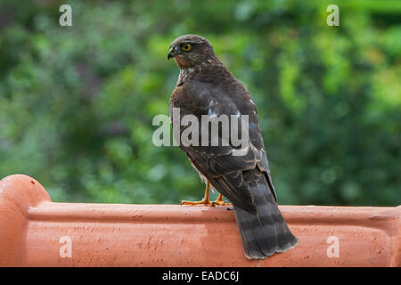 Eurasian sparrowhawk / northern sparrowhawk (Accipiter nisus) perched on ridge tile of house's roof and preying for garden birds Stock Photo