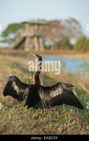 An Anhinga dries itself off in the sun with a view of a watchtower in the background in South Florida. Stock Photo