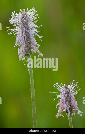 Hoary plantain (Plantago media) in flower Stock Photo