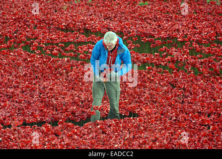 London, UK. 12th November, 2014. Large crowds continue the day after Armistice Day at the Blood Swept Lands and fields of Red art installation the day after Armistice Day as volunteers begin to remove the poppies, which have been sold for charity. Credit:  JOHNNY ARMSTEAD/Alamy Live News Stock Photo