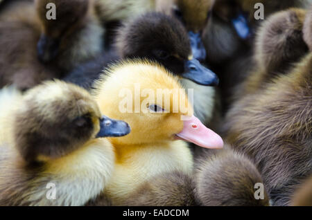 Yellow gosling and Many ducklings for sale Stock Photo