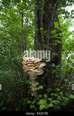 Giant polypore / black-staining polypore (Meripilus giganteus) growing on common black alder / European alder (Alnus glutinosa) Stock Photo