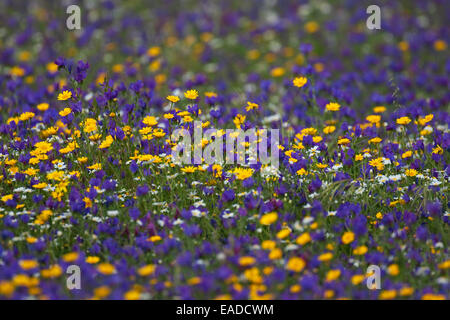 Colourful wildflowers in meadow in montado / dehesa, Alentejo, Portugal Stock Photo