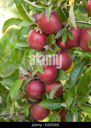 ripe apples on tree Stock Photo