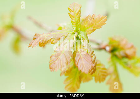 Oak, Sessile oak, Quercus petraea, Pink subject, Green background. Stock Photo