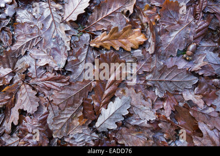 Oak, Sessile oak, Quercus petraea, Brown subject. Stock Photo