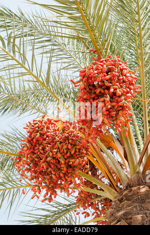 Palm, Date palm, Phoenix canariensis, Orange subject, Green background. Stock Photo