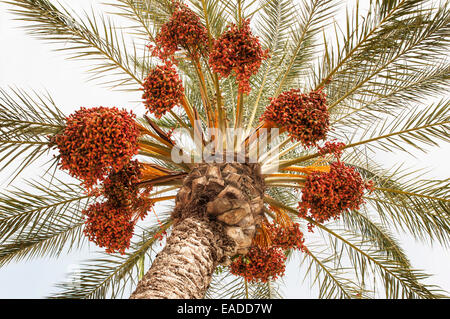 Palm, Date palm, Phoenix canariensis, Orange subject. Stock Photo