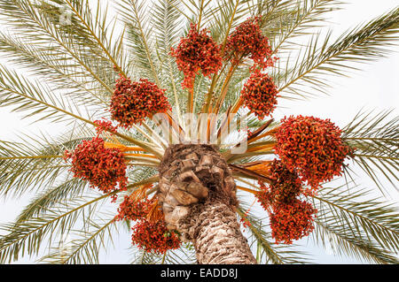 Palm, Date palm, Phoenix canariensis, Orange subject. Stock Photo