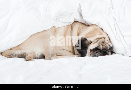 Pug male dog with cream colored fur lying on a white blanket Stock Photo