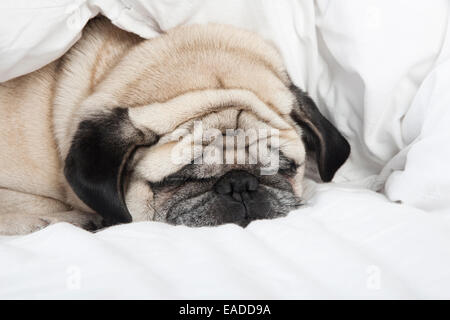 Pug male dog with cream colored fur lying on a white blanket Stock Photo