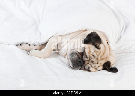 Pug male dog with cream colored fur lying on a white blanket Stock Photo
