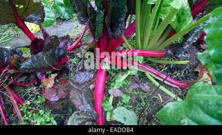 Carmarthenshire,Wales, UK. Wed 12th Nov 2014. November autumn weather today is a mixture of rain, sunny periods and intense colour.  Ruby Swiss chard (Leaf Beet) and green spinach stalks and leaves grow in a rural garden. Kathy deWitt/AlamyLiveNews Stock Photo