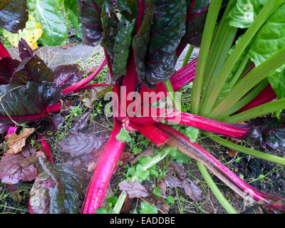 Carmarthenshire,Wales, UK. Wed 12th Nov 2014. November autumn weather today is a mixture of rain, sunny periods and intense colour. Ruby Swiss chard (Leaf Beet) and green spinach stalks and leaves grow in a rural garden.  Kathy deWitt/AlamyLiveNews Stock Photo